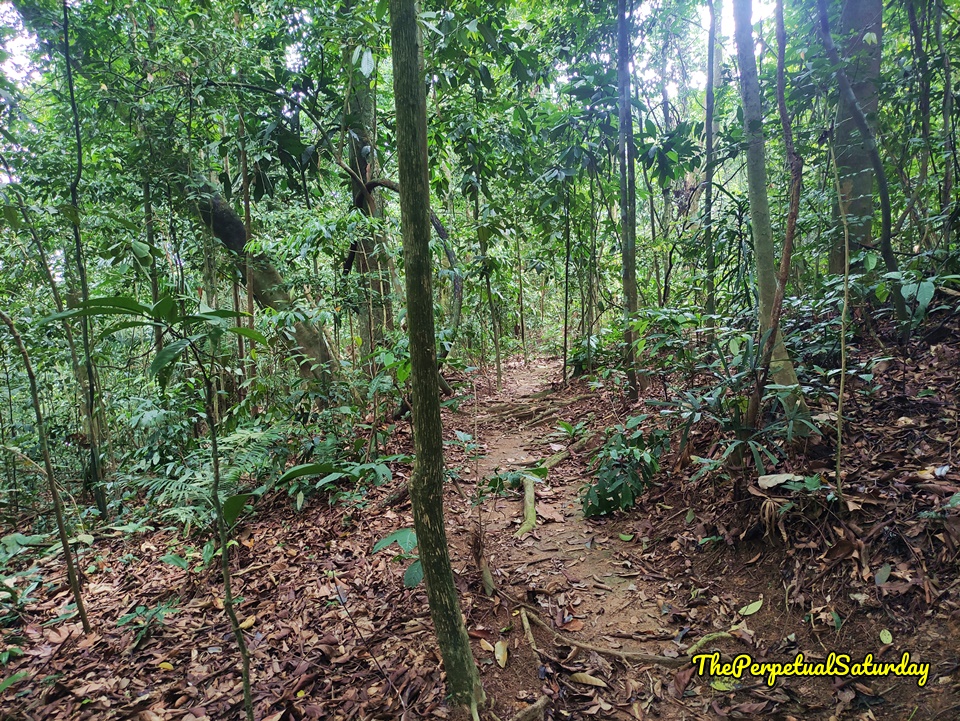 Hiking in Kota Damansara Community Forest