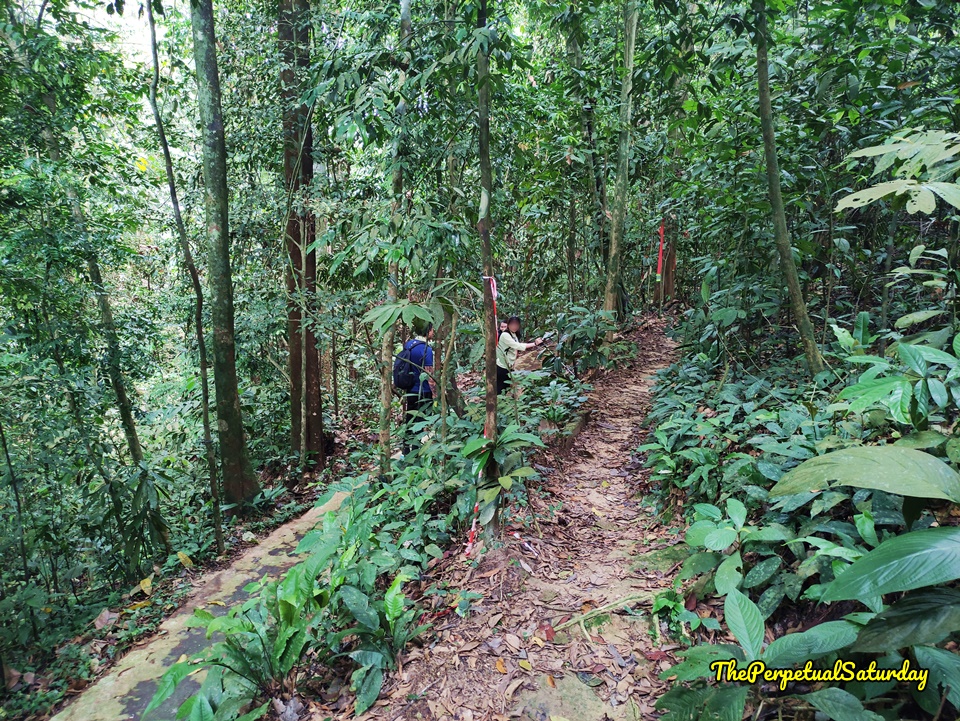 Hiking trails at Kota Damansara Forest Reserve