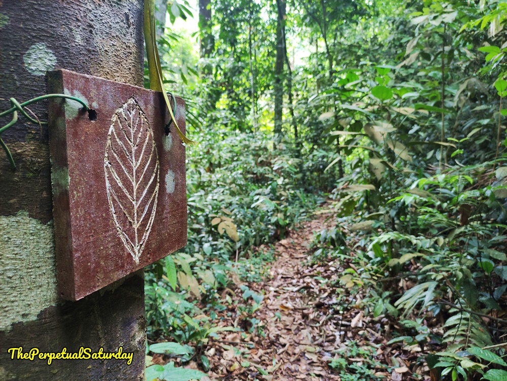 Kota Damansara Forest Reserve Salleh Trail