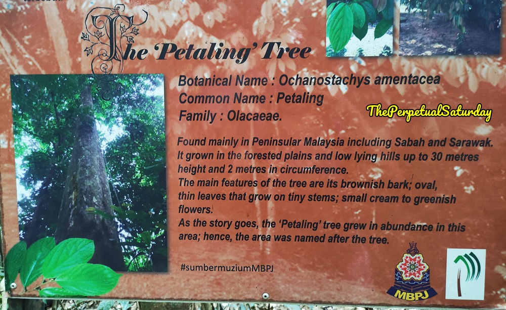 Kota Damansara Forest Reserve Aunty Sipew's Garden