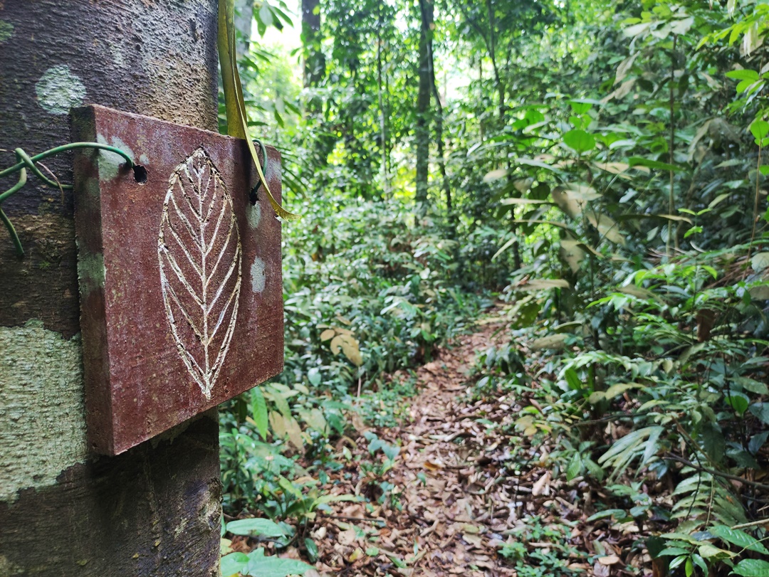 Salleh Trail @ Kota Damansara Forest Reserve