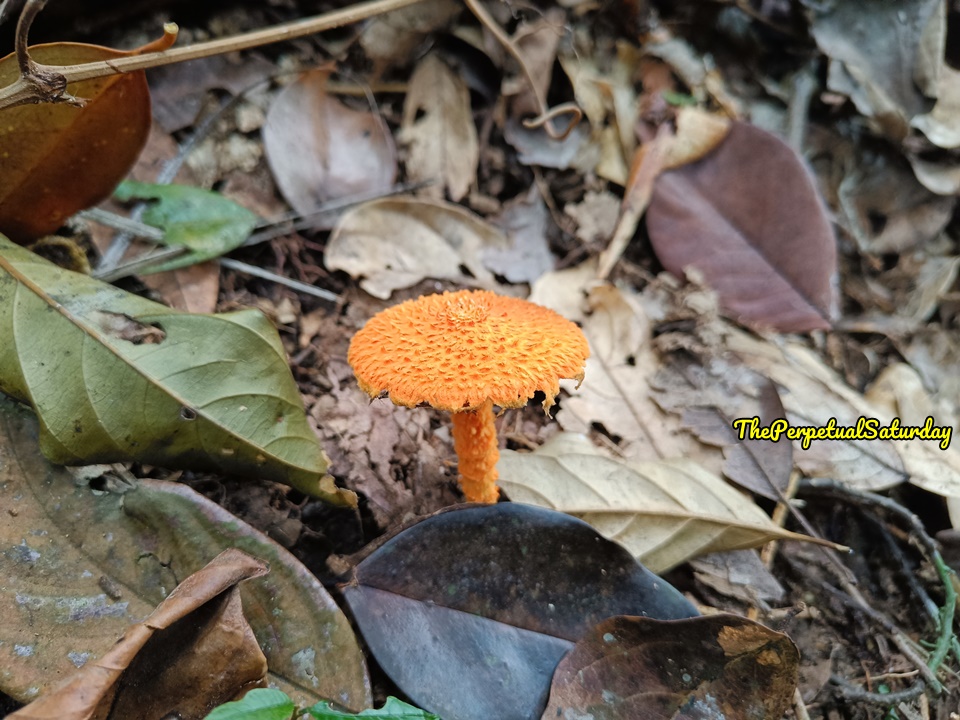Hiking trails in Selangor KL Malaysia