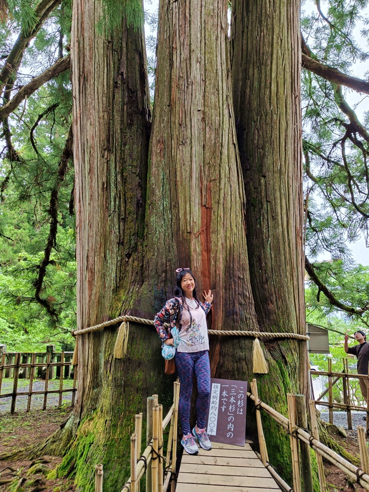 Three cedars Togakushi 