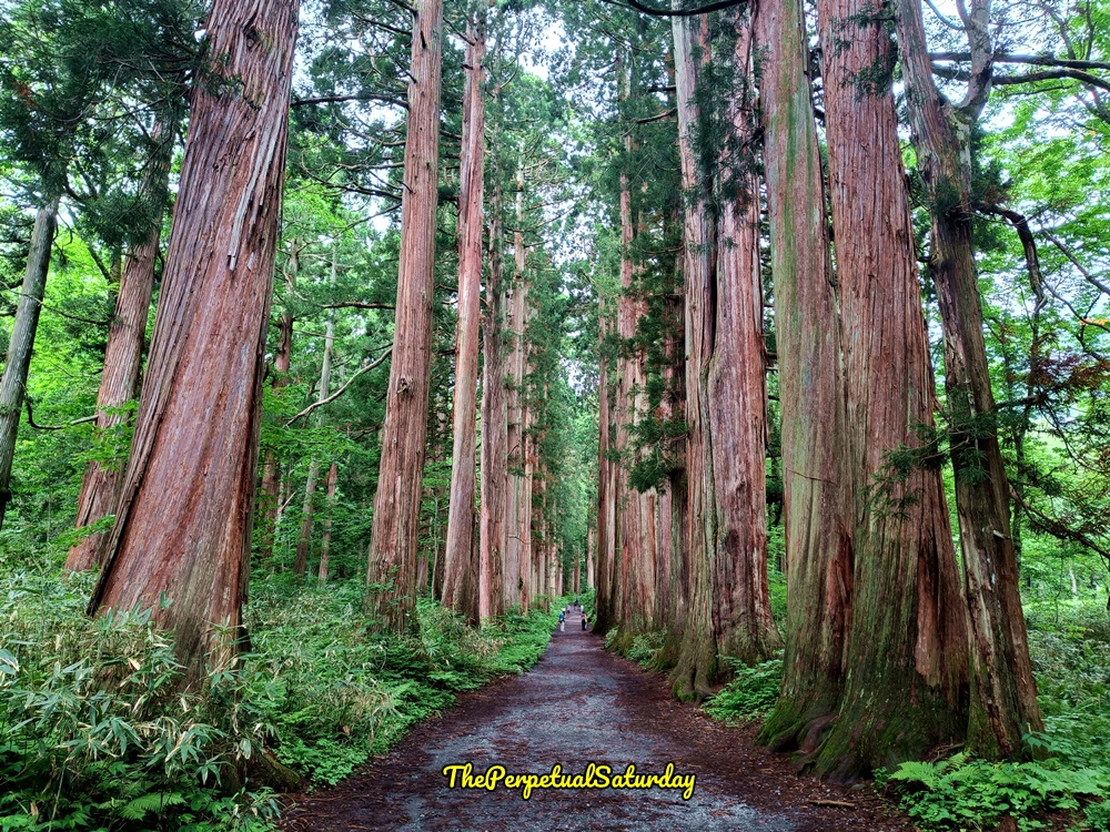 Cedar path at Togakushi Japan