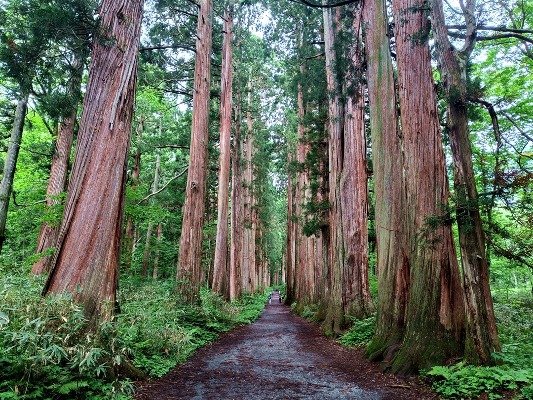 Everything You Need to Know Before Visiting Togakushi