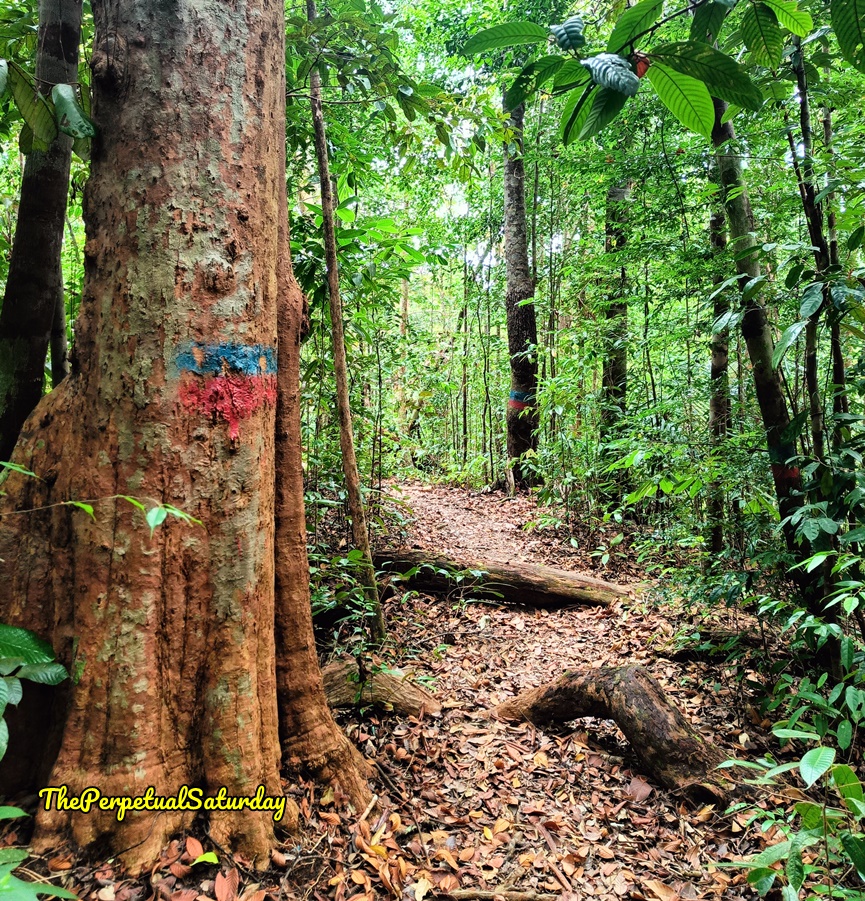 Permai Rainforest Resort Waterfall Trail