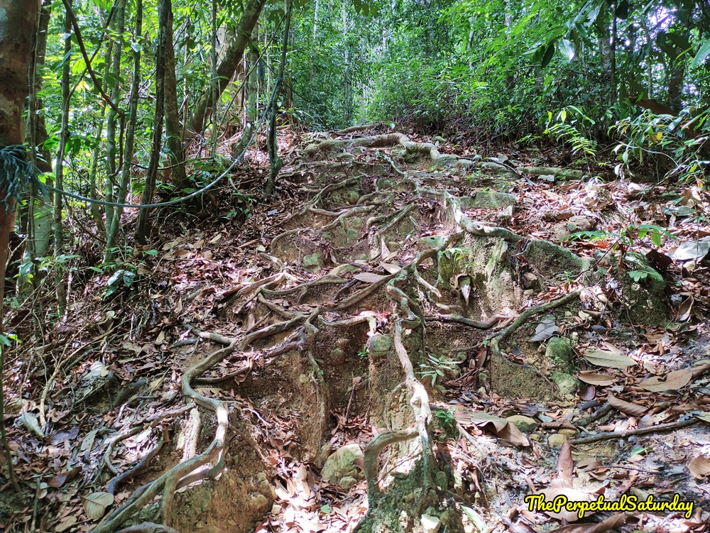 Permai Rainforest Blue Pool Trail