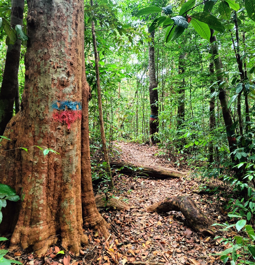 Everything You Need To Know Before Visiting Permai Rainforest Resort Hiking Area
