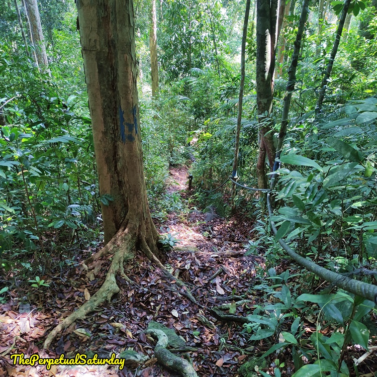Santubong Loop Trail Difficulty level