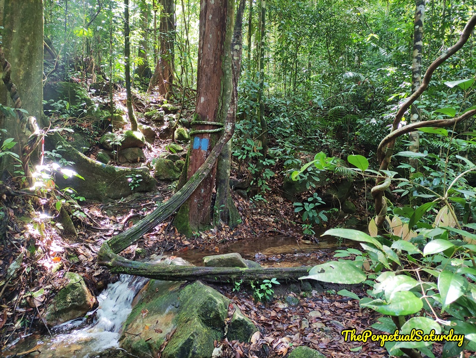 Hiking in Sarawak
