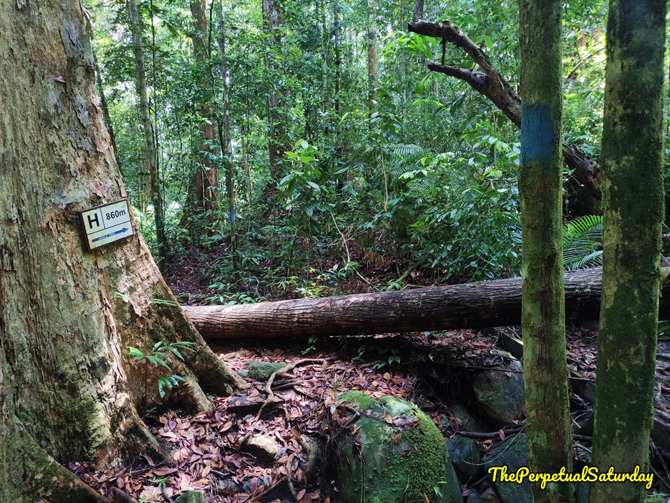 Hiking Santubong National Park Loop Trail