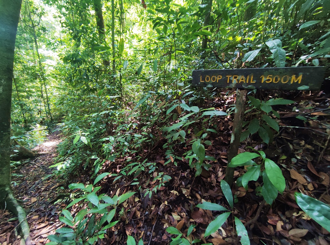 Santubong Loop Trail Hiking Guide