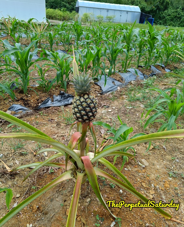 Attractions in Santubong Sarawak